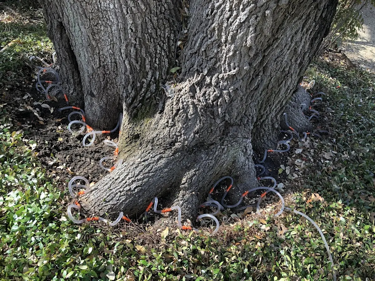 Detailed Shrub and Hedge Trimming job site in Eckert
