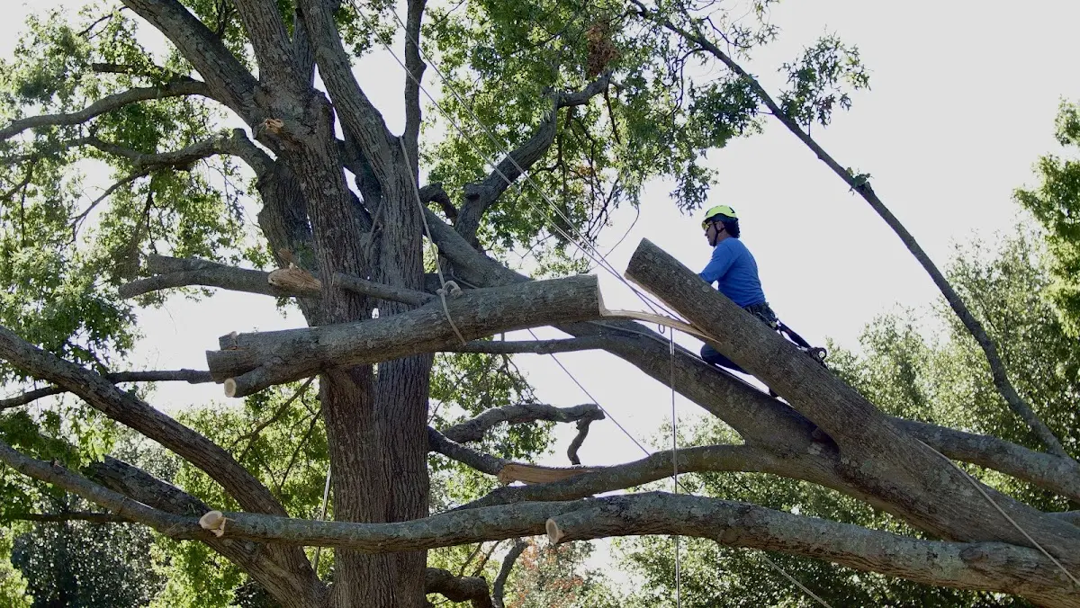 Professional Crown Thinning performed by certified arborists in Eckert