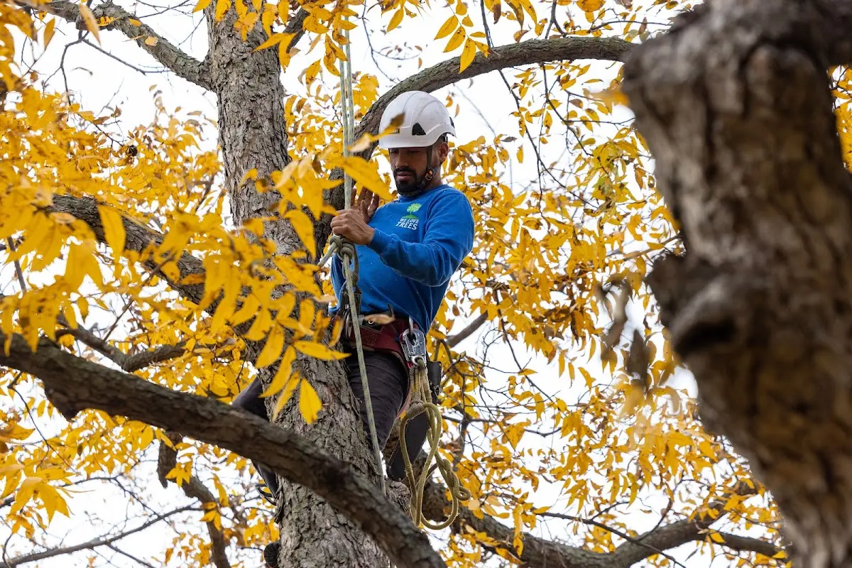 Skilled Tree Transplanting crew working in Eckert